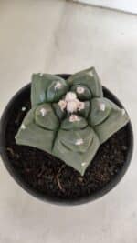 MATRIZ ASTROPHYTUM cv KIKKO  Nº 945 – vaso 15 - Imagem 6