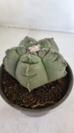 MATRIZ ASTROPHYTUM cv KIKKO  Nº 945 – vaso 15 - Imagem 7