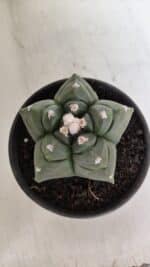 MATRIZ ASTROPHYTUM cv KIKKO  Nº 945 – vaso 15 - Imagem 3