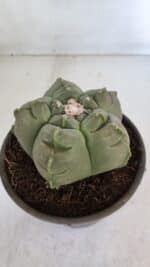 MATRIZ ASTROPHYTUM cv KIKKO  Nº 945 – vaso 15 - Imagem 6