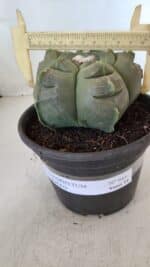 MATRIZ ASTROPHYTUM cv KIKKO  Nº 945 – vaso 15 - Imagem 4