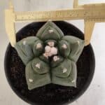 MATRIZ ASTROPHYTUM cv KIKKO  Nº 945 – vaso 15