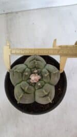 MATRIZ ASTROPHYTUM cv KIKKO  Nº 945 – vaso 15 - Imagem 5