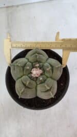 MATRIZ ASTROPHYTUM cv KIKKO  Nº 945 – vaso 15