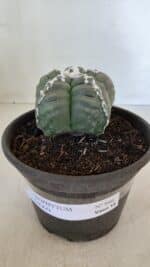 ASTROPHYTUM cv KIKKO  Nº 946 – vaso 15 - Imagem 2