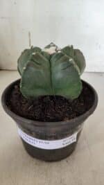 MATRIZ ASTROPHYTUM cv KIKKO  Nº 946 – vaso 15 - Imagem 2
