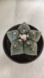 MATRIZ ASTROPHYTUM cv KIKKO  Nº 946 – vaso 15 - Imagem 3