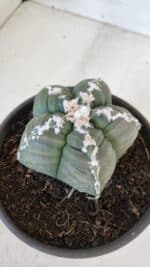 ASTROPHYTUM cv KIKKO  Nº 946 – vaso 15 - Imagem 6