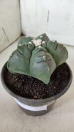 MATRIZ ASTROPHYTUM cv KIKKO  Nº 946 – vaso 15 - Imagem 8