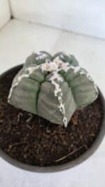ASTROPHYTUM cv KIKKO  Nº 946 – vaso 15 - Imagem 9