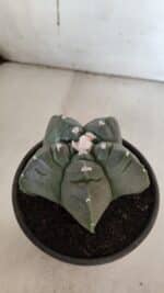 MATRIZ ASTROPHYTUM cv KIKKO  Nº 946 – vaso 15 - Imagem 7