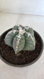 ASTROPHYTUM cv KIKKO  Nº 946 – vaso 15 - Imagem 8