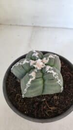 ASTROPHYTUM cv KIKKO  Nº 946 – vaso 15 - Imagem 7