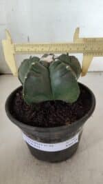 MATRIZ ASTROPHYTUM cv KIKKO  Nº 946 – vaso 15 - Imagem 4