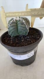 ASTROPHYTUM cv KIKKO  Nº 946 – vaso 15 - Imagem 4