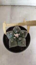 MATRIZ ASTROPHYTUM cv KIKKO  Nº 946 – vaso 15