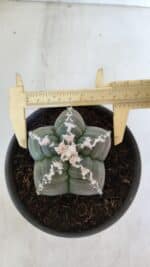 ASTROPHYTUM cv KIKKO  Nº 946 – vaso 15