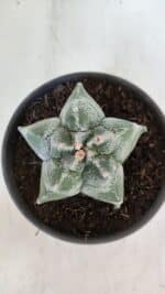 MATRIZ ASTROPHYTUM cv KIKKO  Nº 947 – vaso 15 - Imagem 3