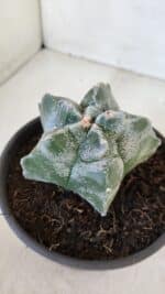 MATRIZ ASTROPHYTUM cv KIKKO  Nº 947 – vaso 15 - Imagem 9