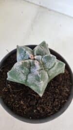 MATRIZ ASTROPHYTUM cv KIKKO  Nº 947 – vaso 15 - Imagem 8