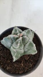 MATRIZ ASTROPHYTUM cv KIKKO  Nº 947 – vaso 15 - Imagem 7