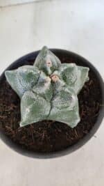 MATRIZ ASTROPHYTUM cv KIKKO  Nº 947 – vaso 15 - Imagem 6