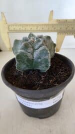 MATRIZ ASTROPHYTUM cv KIKKO  Nº 947 – vaso 15 - Imagem 4