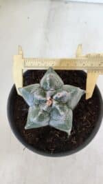 MATRIZ ASTROPHYTUM cv KIKKO  Nº 947 – vaso 15