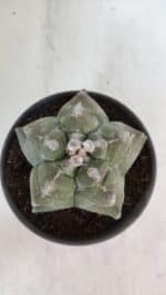 MATRIZ ASTROPHYTUM cv KIKKO  Nº 950 – vaso 15 - Imagem 3