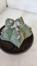 MATRIZ ASTROPHYTUM cv KIKKO  Nº 950 – vaso 15 - Imagem 9