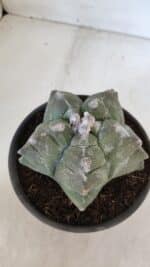 MATRIZ ASTROPHYTUM cv KIKKO  Nº 950 – vaso 15 - Imagem 8