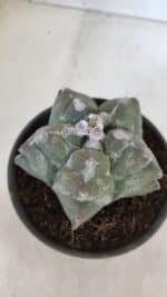MATRIZ ASTROPHYTUM cv KIKKO  Nº 950 – vaso 15 - Imagem 7