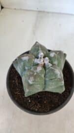 MATRIZ ASTROPHYTUM cv KIKKO  Nº 950 – vaso 15 - Imagem 6