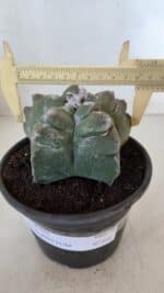 MATRIZ ASTROPHYTUM cv KIKKO  Nº 950 – vaso 15 - Imagem 4