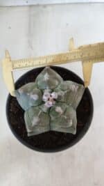 MATRIZ ASTROPHYTUM cv KIKKO  Nº 950 – vaso 15