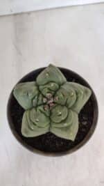 MATRIZ ASTROPHYTUM cv KIKKO  Nº 951 – vaso 15 - Imagem 3