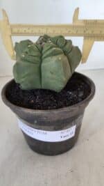 MATRIZ ASTROPHYTUM cv KIKKO  Nº 951 – vaso 15 - Imagem 4