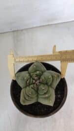 MATRIZ ASTROPHYTUM cv KIKKO  Nº 951 – vaso 15