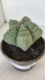 MATRIZ ASTROPHYTUM cv KIKKO  Nº 951 – vaso 15 - Imagem 8