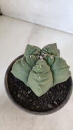 MATRIZ ASTROPHYTUM cv KIKKO  Nº 951 – vaso 15 - Imagem 7