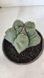 MATRIZ ASTROPHYTUM cv KIKKO  Nº 951 – vaso 15 - Imagem 6