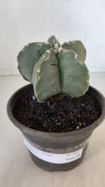 MATRIZ ASTROPHYTUM cv KIKKO  Nº 953 – vaso 15 - Imagem 2