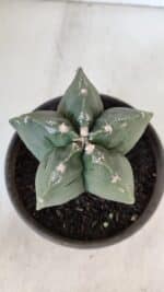 MATRIZ ASTROPHYTUM cv KIKKO  Nº 953 – vaso 15 - Imagem 3