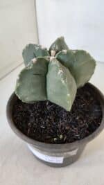 MATRIZ ASTROPHYTUM cv KIKKO  Nº 953 – vaso 15 - Imagem 8