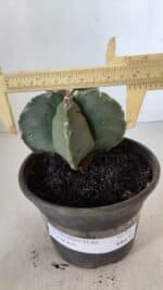 MATRIZ ASTROPHYTUM cv KIKKO  Nº 953 – vaso 15 - Imagem 4