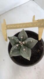 MATRIZ ASTROPHYTUM cv KIKKO  Nº 953 – vaso 15