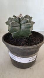 MATRIZ ASTROPHYTUM cv KIKKO  Nº 954 – vaso 15 - Imagem 2