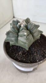 MATRIZ ASTROPHYTUM cv KIKKO  Nº 954 – vaso 15 - Imagem 9
