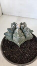 MATRIZ ASTROPHYTUM cv KIKKO  Nº 954 – vaso 15 - Imagem 8