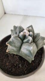 MATRIZ ASTROPHYTUM cv KIKKO  Nº 954 – vaso 15 - Imagem 7